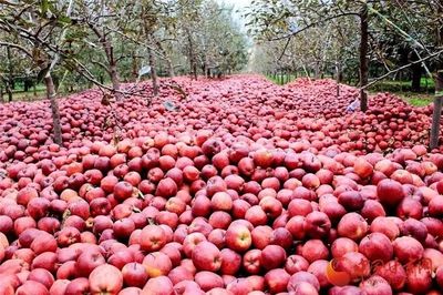 蘭州供銷系統(tǒng)首個(gè)農(nóng)產(chǎn)品展示中心正式運(yùn)營，推動(dòng)‘甘味’市場新發(fā)展